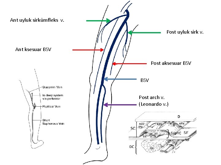 Ant uyluk sirkümfleks v. Post uyluk sirk v. Ant ksesuar BSV Post aksesuar BSV Ant uyluk sirkümfleks v. Post uyluk sirk v. Ant ksesuar BSV Post aksesuar BSV