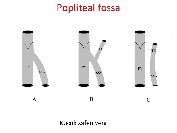 Popliteal fossa Küçük safen veni Popliteal fossa Küçük safen veni