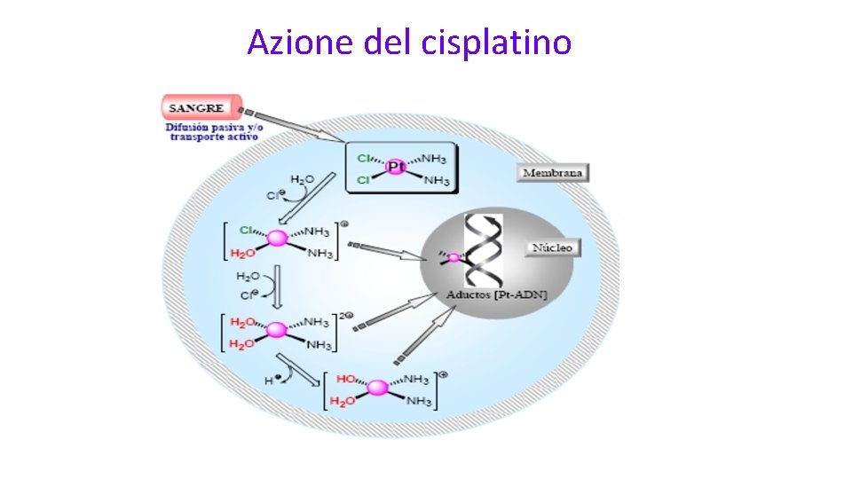 Azione del cisplatino 