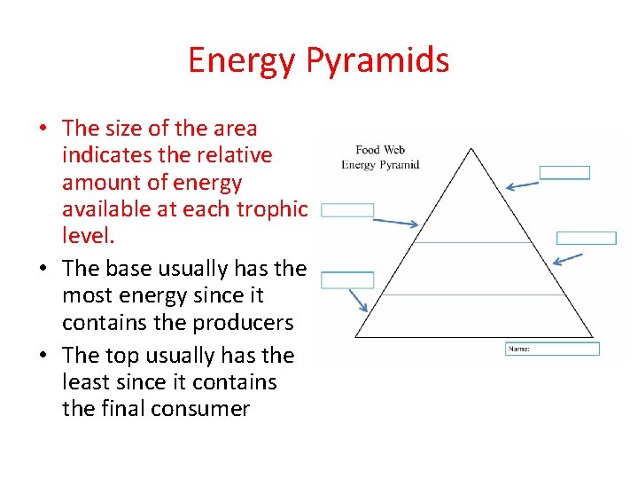 Energy Pyramids • The size of the area indicates the relative amount of energy