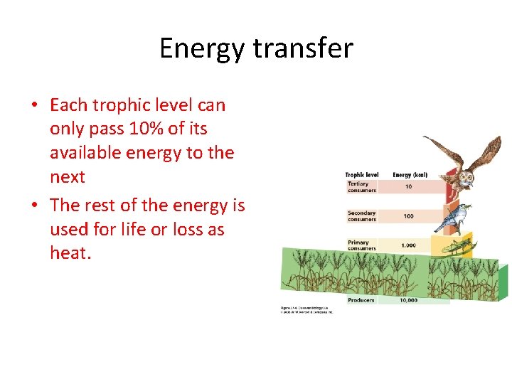 Energy transfer • Each trophic level can only pass 10% of its available energy