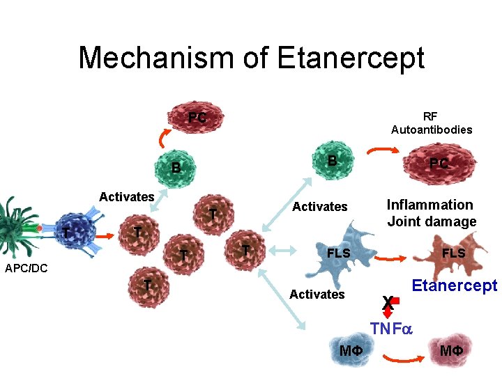 Mechanism of Etanercept PC RF Autoantibodies B B Activates T T PC T T