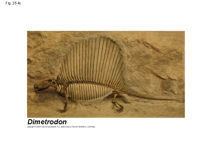 Fig. 25 -4 c Dimetrodon 
