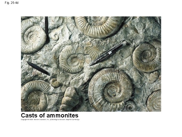 Fig. 25 -4 d Casts of ammonites 