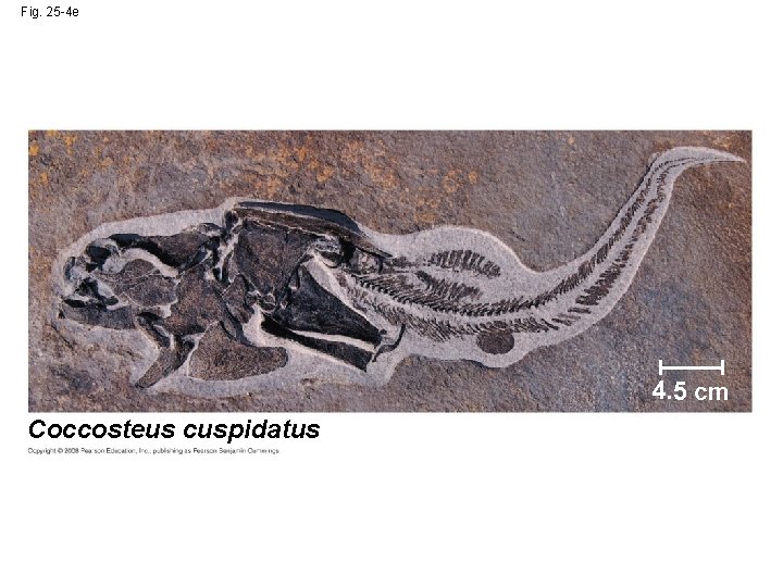 Fig. 25 -4 e 4. 5 cm Coccosteus cuspidatus 