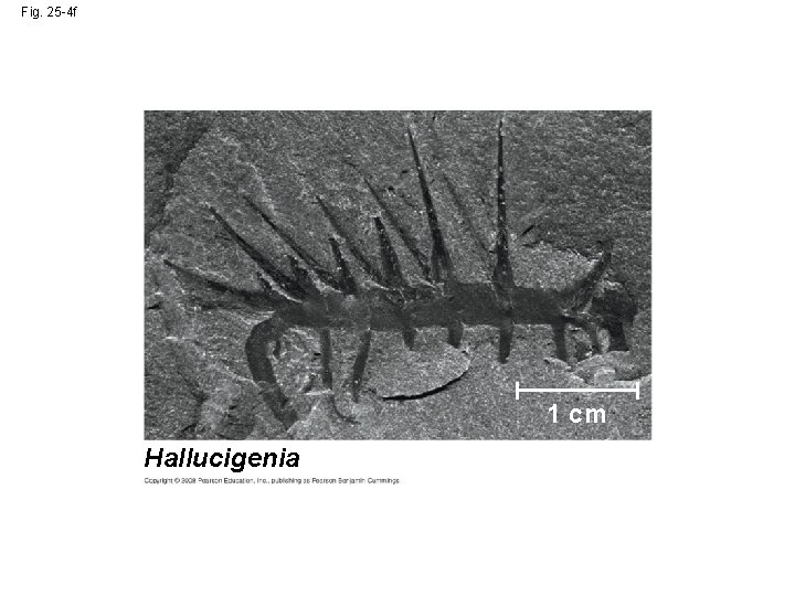 Fig. 25 -4 f 1 cm Hallucigenia 