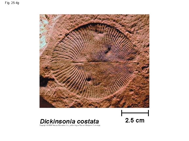 Fig. 25 -4 g Dickinsonia costata 2. 5 cm 