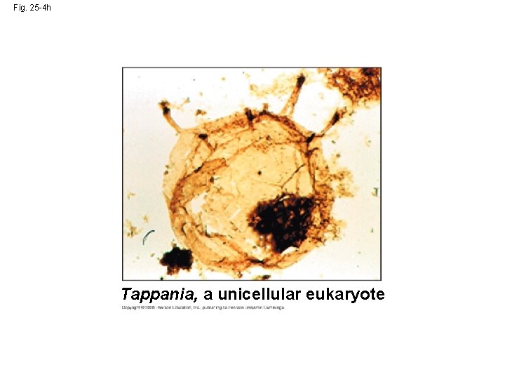 Fig. 25 -4 h Tappania, a unicellular eukaryote 