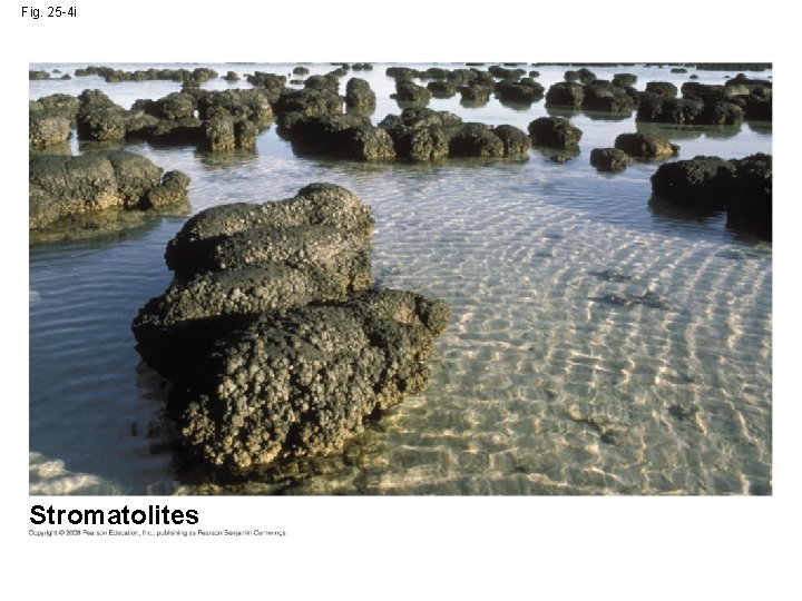 Fig. 25 -4 i Stromatolites 