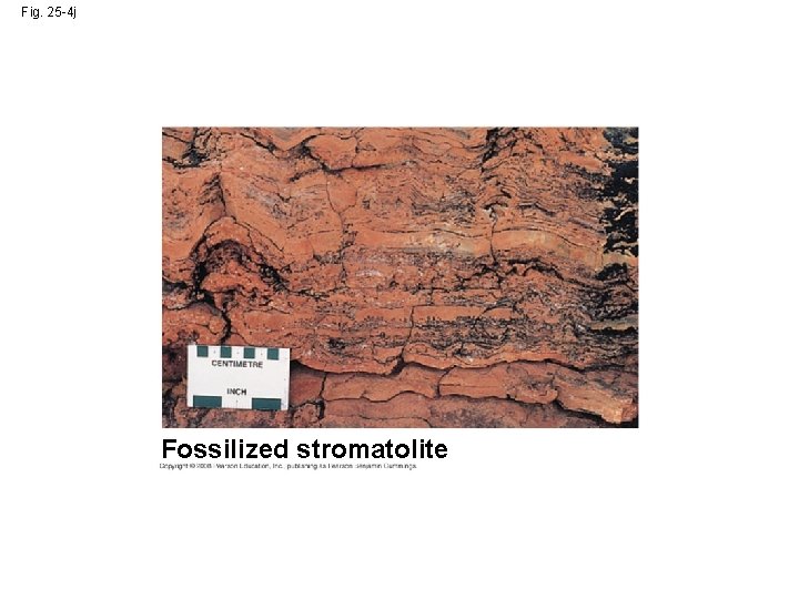 Fig. 25 -4 j Fossilized stromatolite 