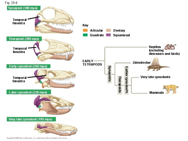 Fig. 25 -6 Synapsid (300 mya) Temporal fenestra Key Articular Quadrate Dentary Squamosal Therapsid