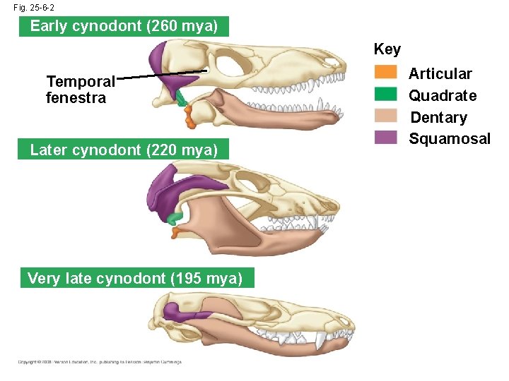 Fig. 25 -6 -2 Early cynodont (260 mya) Key Temporal fenestra Later cynodont (220