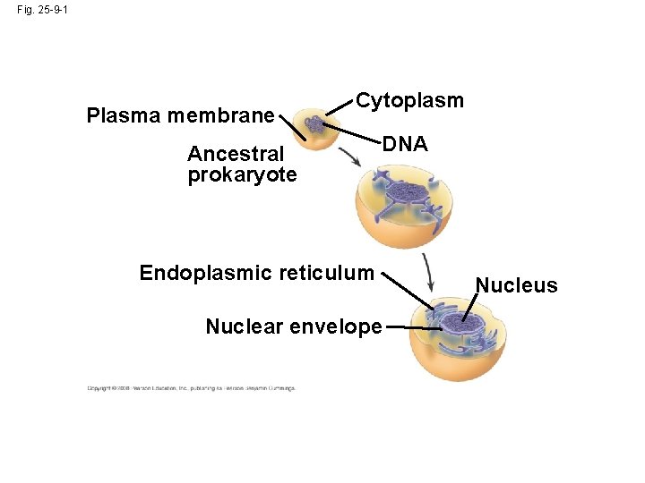 Fig. 25 -9 -1 Plasma membrane Cytoplasm Ancestral prokaryote DNA Endoplasmic reticulum Nuclear envelope