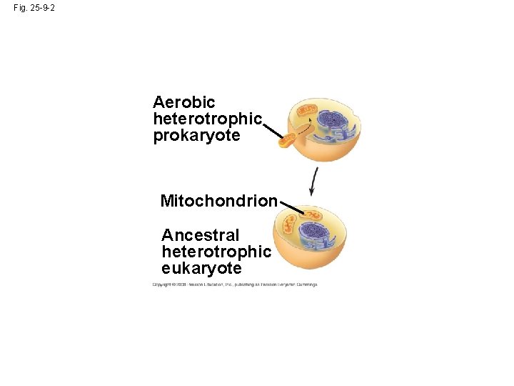 Fig. 25 -9 -2 Aerobic heterotrophic prokaryote Mitochondrion Ancestral heterotrophic eukaryote 