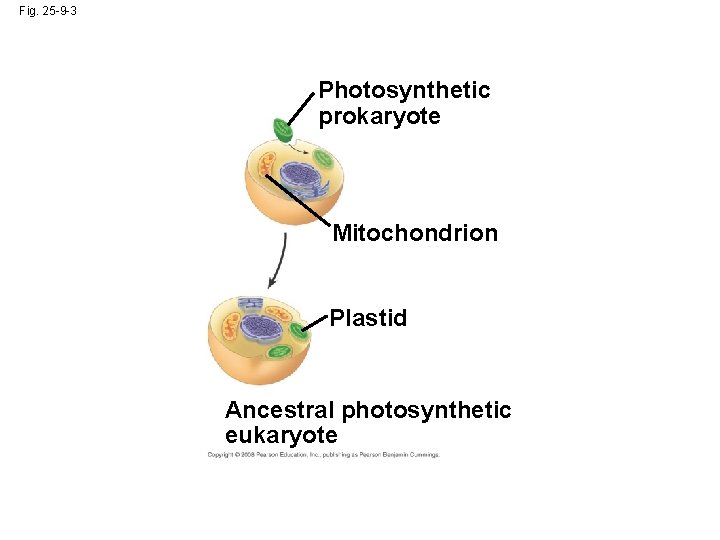 Fig. 25 -9 -3 Photosynthetic prokaryote Mitochondrion Plastid Ancestral photosynthetic eukaryote 