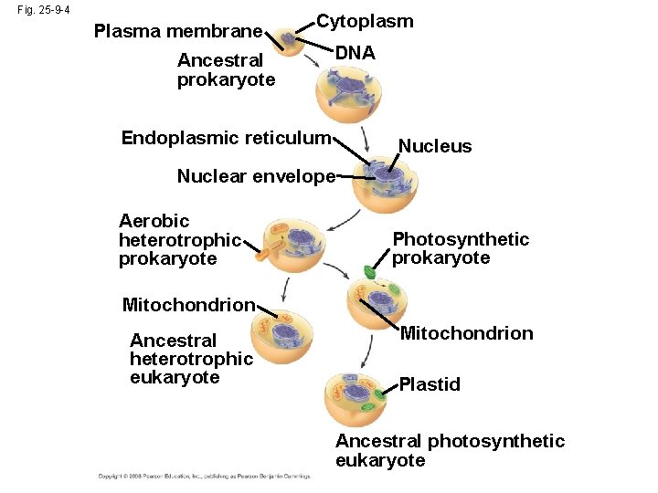 Fig. 25 -9 -4 Plasma membrane Cytoplasm Ancestral prokaryote DNA Endoplasmic reticulum Nucleus Nuclear