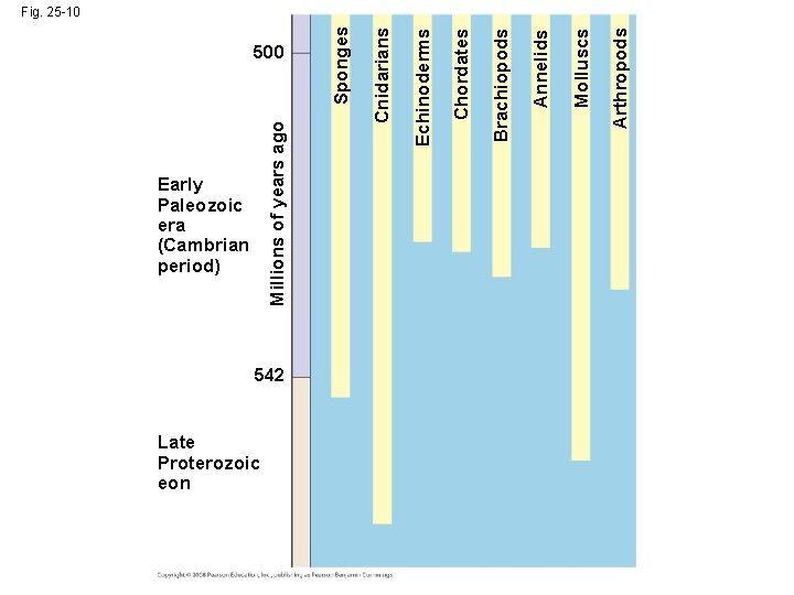 Early Paleozoic era (Cambrian period) 542 Late Proterozoic eon Sponges 500 Arthropods Molluscs Annelids