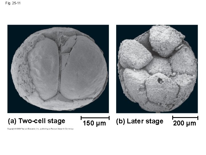 Fig. 25 -11 (a) Two-cell stage 150 µm (b) Later stage 200 µm 