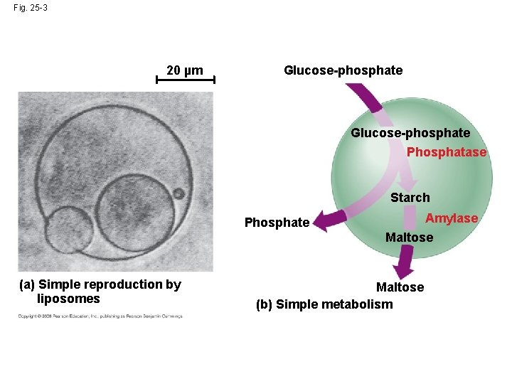 Fig. 25 -3 20 µm Glucose-phosphate Phosphatase Starch Phosphate (a) Simple reproduction by liposomes