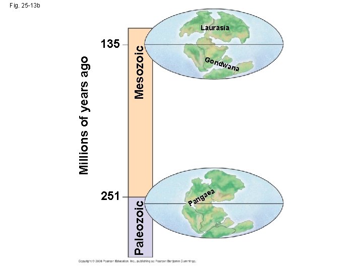 Fig. 25 -13 b 251 Gon dwa ea Paleozoic Millions of years ago 135