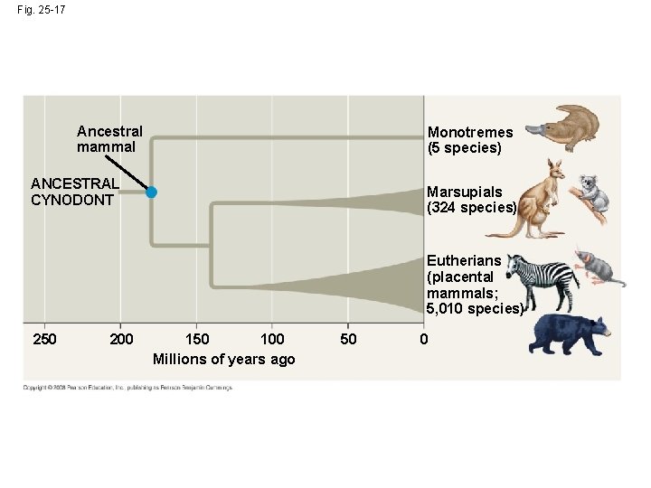 Fig. 25 -17 Ancestral mammal Monotremes (5 species) ANCESTRAL CYNODONT Marsupials (324 species) Eutherians