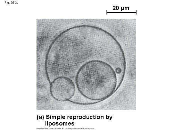 Fig. 25 -3 a 20 µm (a) Simple reproduction by liposomes 