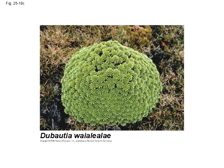 Fig. 25 -18 c Dubautia waialealae 