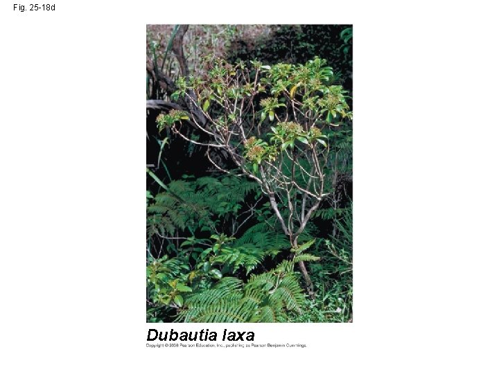 Fig. 25 -18 d Dubautia laxa 