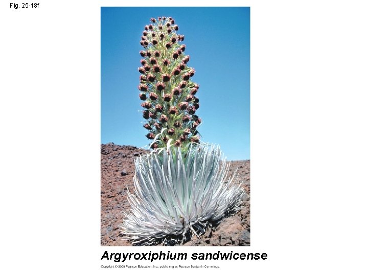 Fig. 25 -18 f Argyroxiphium sandwicense 