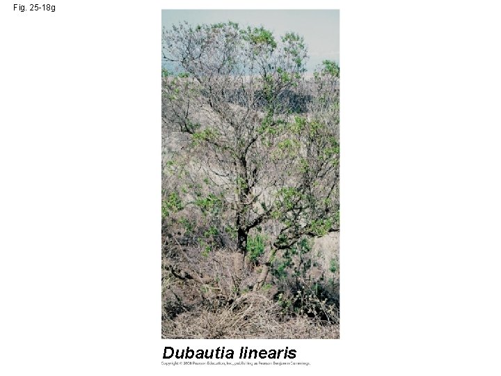 Fig. 25 -18 g Dubautia linearis 