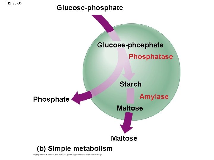 Fig. 25 -3 b Glucose-phosphate Phosphatase Starch Amylase Phosphate Maltose (b) Simple metabolism 