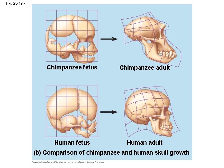 Fig. 25 -19 b Chimpanzee fetus Chimpanzee adult Human fetus Human adult (b) Comparison