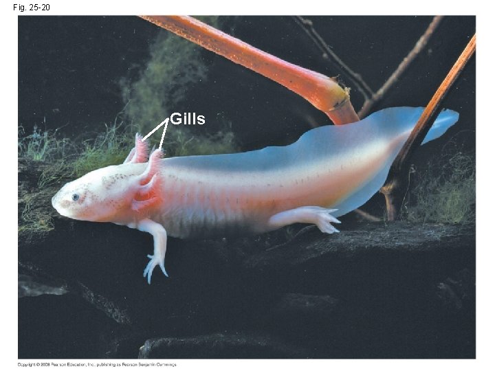 Fig. 25 -20 Gills 