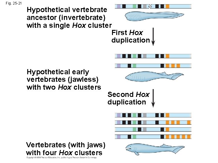 Fig. 25 -21 Hypothetical vertebrate ancestor (invertebrate) with a single Hox cluster First Hox