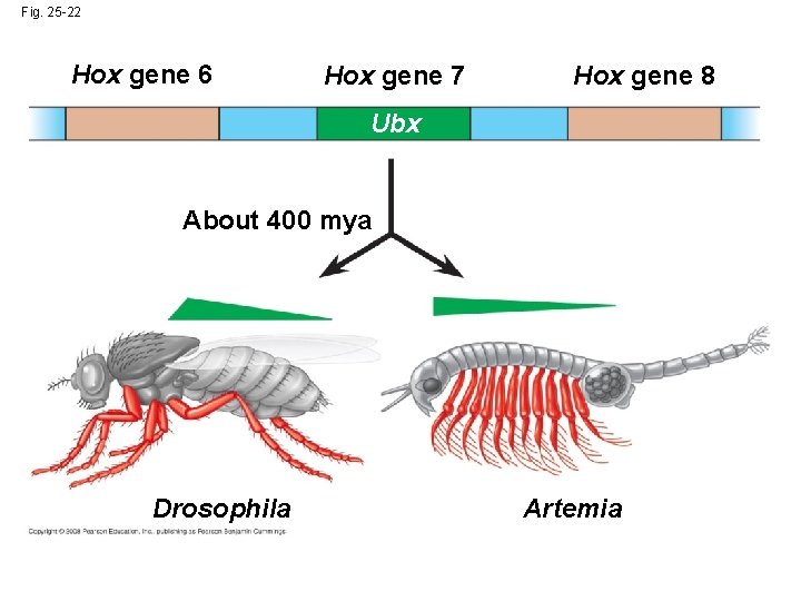 Fig. 25 -22 Hox gene 6 Hox gene 7 Hox gene 8 Ubx About