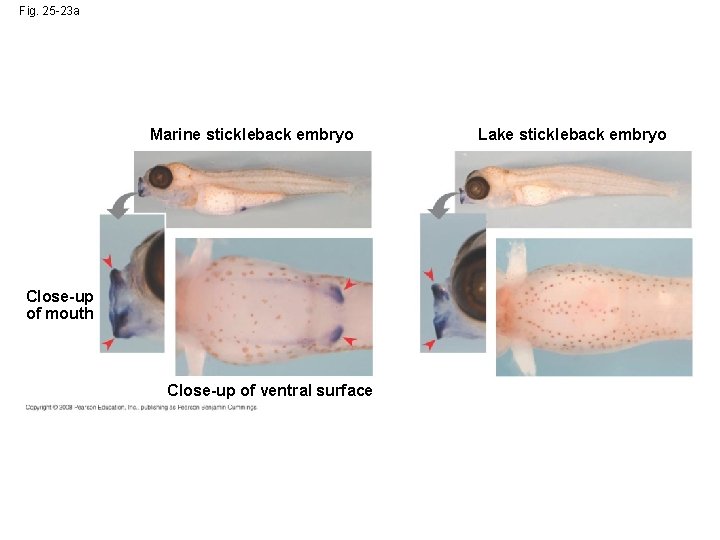 Fig. 25 -23 a Marine stickleback embryo Close-up of mouth Close-up of ventral surface