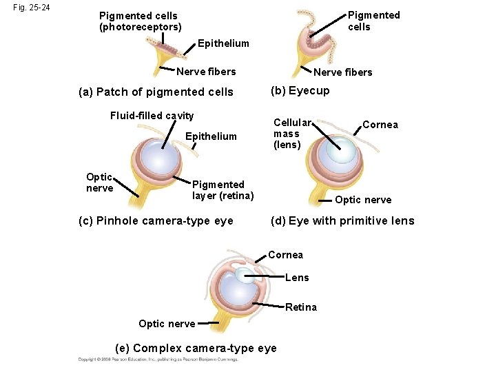 Fig. 25 -24 Pigmented cells (photoreceptors) Epithelium Nerve fibers (a) Patch of pigmented cells