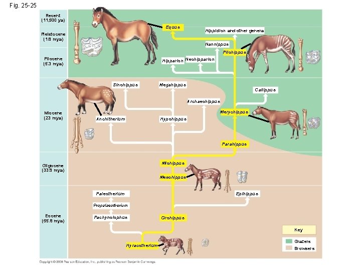 Fig. 25 -25 Recent (11, 500 ya) Equus Pleistocene (1. 8 mya) Hippidion and