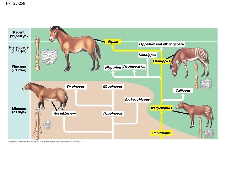Fig. 25 -25 b Recent (11, 500 ya) Equus Pleistocene (1. 8 mya) Hippidion