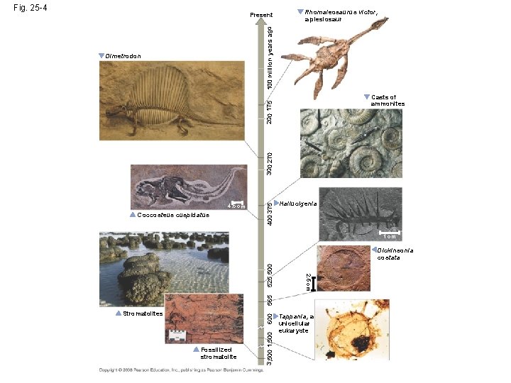 Fig. 25 -4 Rhomaleosaurus victor, a plesiosaur 100 million years ago Present Casts of