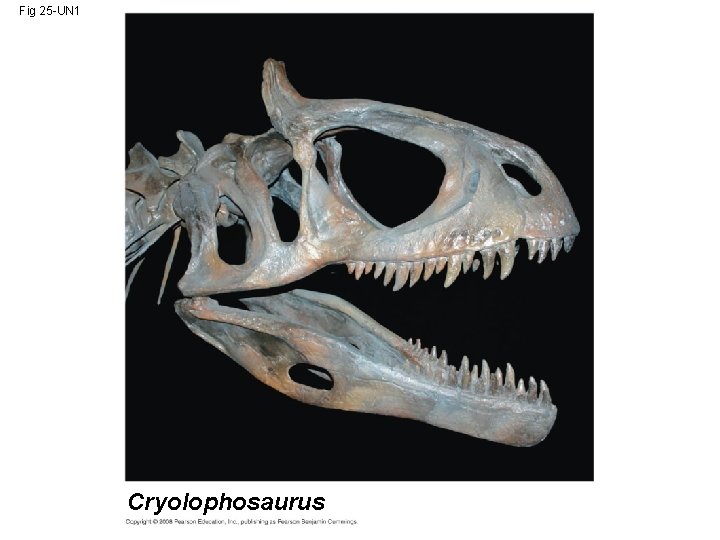 Fig 25 -UN 1 Cryolophosaurus 