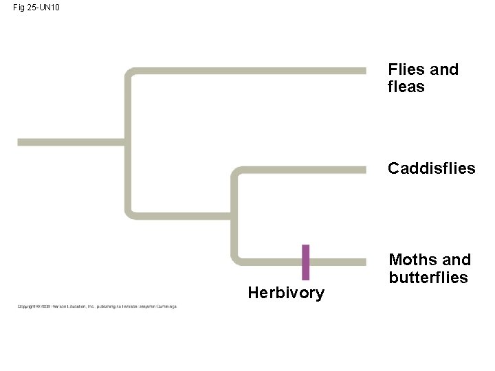 Fig 25 -UN 10 Flies and fleas Caddisflies Herbivory Moths and butterflies 