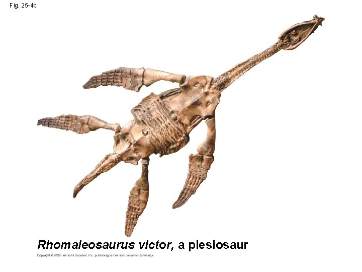 Fig. 25 -4 b Rhomaleosaurus victor, a plesiosaur 