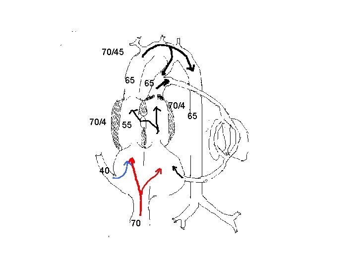 70/45 65 65 70/4 55 40 70 65 