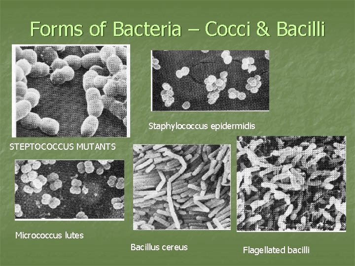 Forms of Bacteria – Cocci & Bacilli Staphylococcus epidermidis STEPTOCOCCUS MUTANTS Micrococcus lutes Bacillus