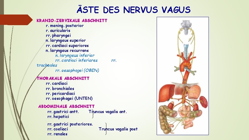 ÄSTE DES NERVUS VAGUS KRANIO-ZERVIKALE ABSCHNITT r. mening. posterior r. auricularis rr. pharyngei n.