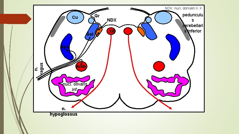 NDX: nucl. dorsalin n. X. Gr Cu Sol n. vagus Sp. V Amb nucl.