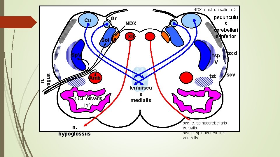 NDX: nucl. dorsalin n. X. Gr Cu Sol NDX XII n. vagus Sp. V