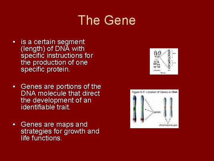 The Gene • is a certain segment (length) of DNA with specific instructions for