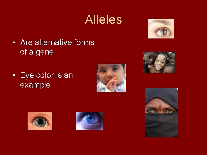 Alleles • Are alternative forms of a gene • Eye color is an example